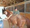 Having fun with brushing a horse