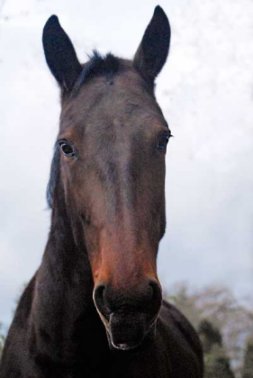 natural horsemanship
