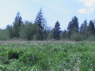 The view