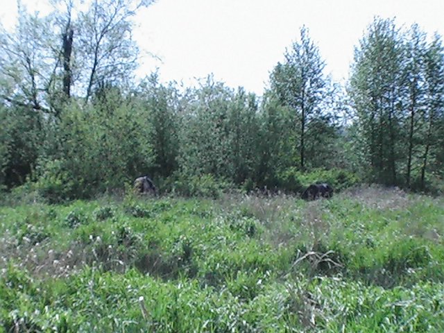 Horses grazing