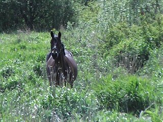 Tia grazing